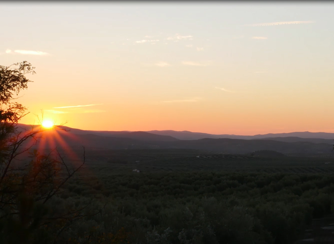 VÍDEO | Atardecer en nuestro olivar