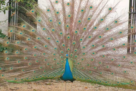 VÍDEO | Patio de los Pavos Reales