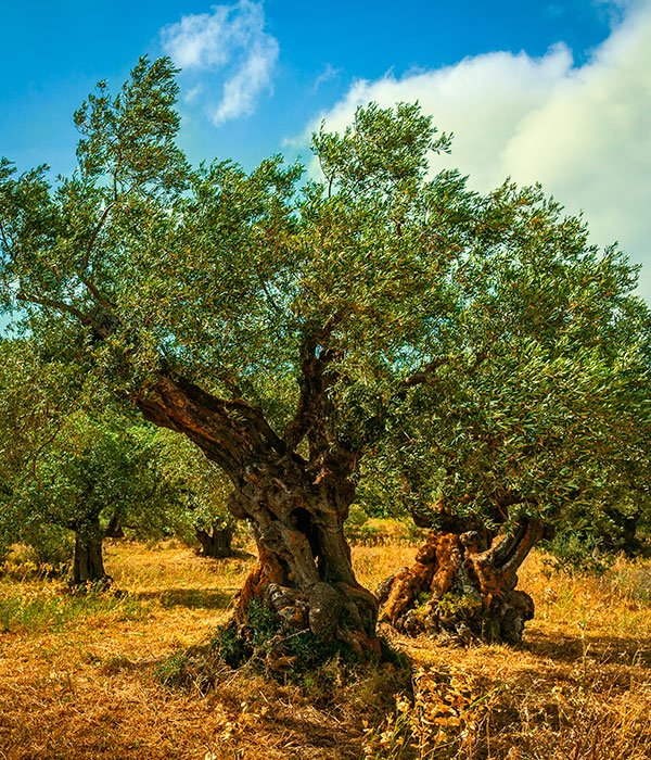 Posibilidad de apadrinar un olivo
